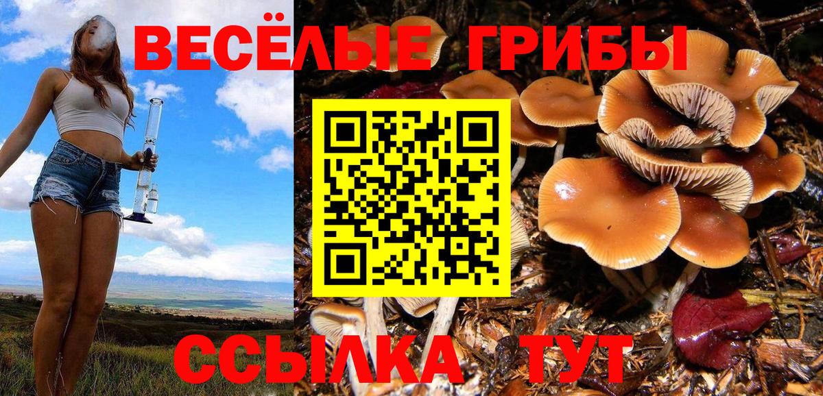 как найти закладки  Псилоцибиновые грибы Psilocybine cubensis  Вход с VPN  Кировск  Псилоцибиновые грибы MAGIC MUSHROOMS 